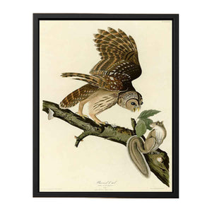 Barred Owl (Plate 46)
