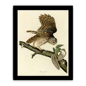 Barred Owl (Plate 46)