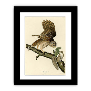 Barred Owl (Plate 46)