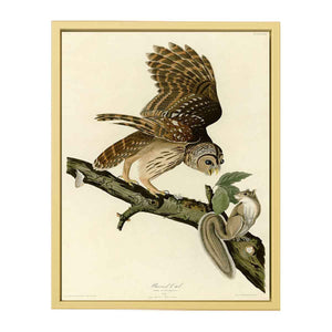 Barred Owl (Plate 46)