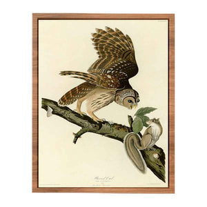 Barred Owl (Plate 46)