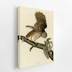 Barred Owl (Plate 46)