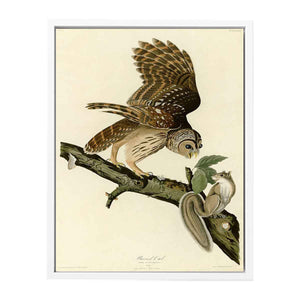 Barred Owl (Plate 46)