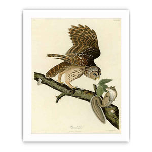 Barred Owl (Plate 46)