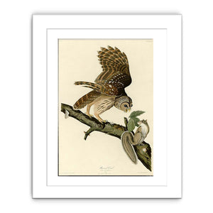Barred Owl (Plate 46)