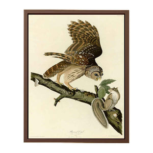 Barred Owl (Plate 46)