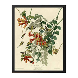 Ruby-Throated Humming Bird