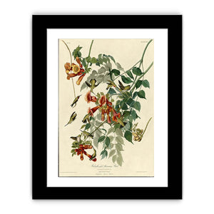Ruby-Throated Humming Bird