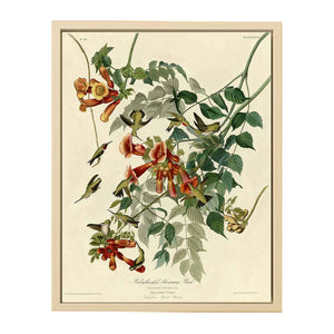 Ruby-Throated Humming Bird