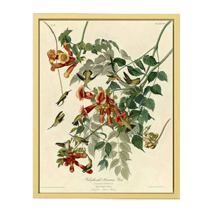 Ruby-Throated Humming Bird