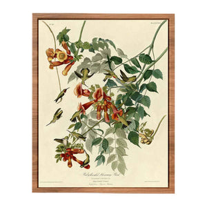 Ruby-Throated Humming Bird