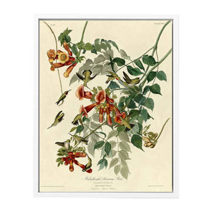 Ruby-Throated Humming Bird