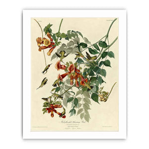Ruby-Throated Humming Bird