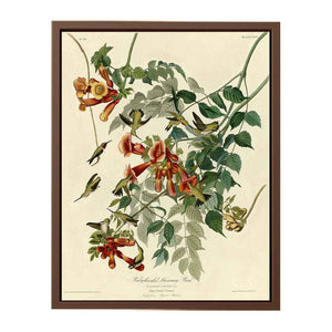Ruby-Throated Humming Bird