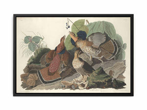 Ruffed Grous (Plate 41)