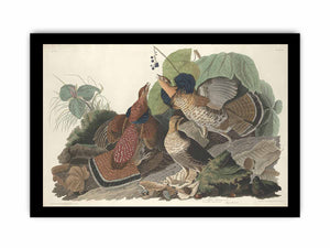 Ruffed Grous (Plate 41)