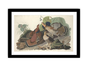 Ruffed Grous (Plate 41)
