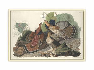 Ruffed Grous (Plate 41)