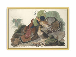 Ruffed Grous (Plate 41)