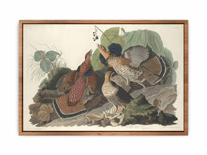Ruffed Grous (Plate 41)