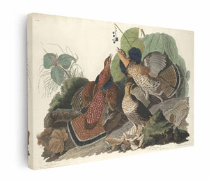 Ruffed Grous (Plate 41)