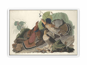 Ruffed Grous (Plate 41)