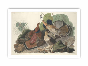 Ruffed Grous (Plate 41)