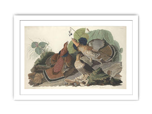 Ruffed Grous (Plate 41)