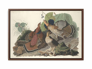 Ruffed Grous (Plate 41)