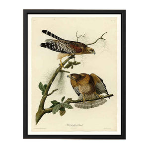 Red-Shouldered Hawk (Plate 56)