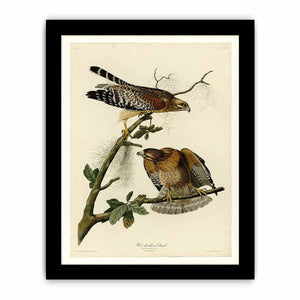 Red-Shouldered Hawk (Plate 56)