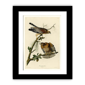 Red-Shouldered Hawk (Plate 56)