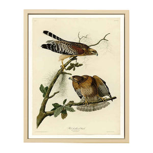 Red-Shouldered Hawk (Plate 56)