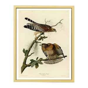 Red-Shouldered Hawk (Plate 56)