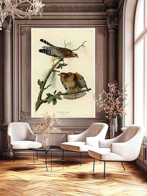 Red-Shouldered Hawk (Plate 56)
