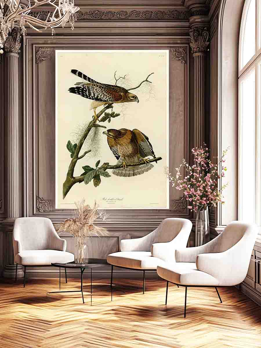 Red-Shouldered Hawk (Plate 56)