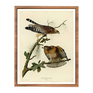Red-Shouldered Hawk (Plate 56)