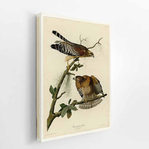 Red-Shouldered Hawk (Plate 56)