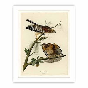 Red-Shouldered Hawk (Plate 56)
