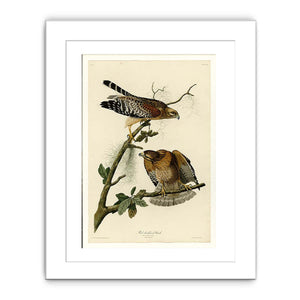 Red-Shouldered Hawk (Plate 56)