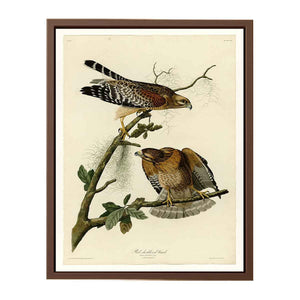 Red-Shouldered Hawk (Plate 56)