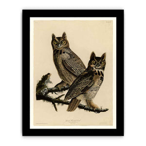 Great Horned Owl (Plate 61)