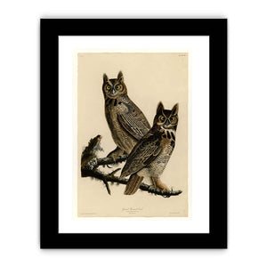 Great Horned Owl (Plate 61)