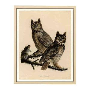 Great Horned Owl (Plate 61)