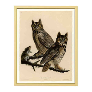 Great Horned Owl (Plate 61)
