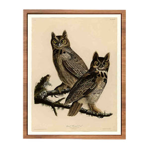 Great Horned Owl (Plate 61)