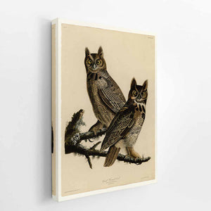 Great Horned Owl (Plate 61)