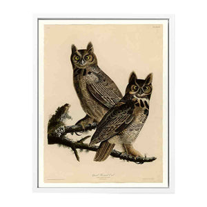 Great Horned Owl (Plate 61)