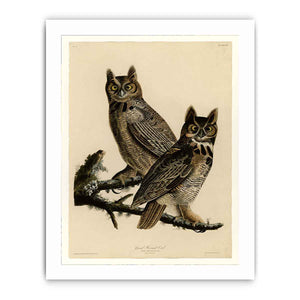 Great Horned Owl (Plate 61)