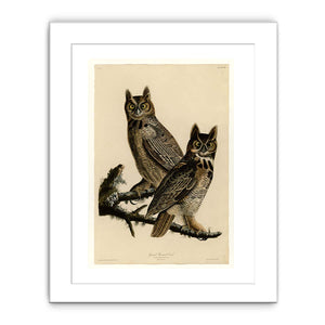 Great Horned Owl (Plate 61)
